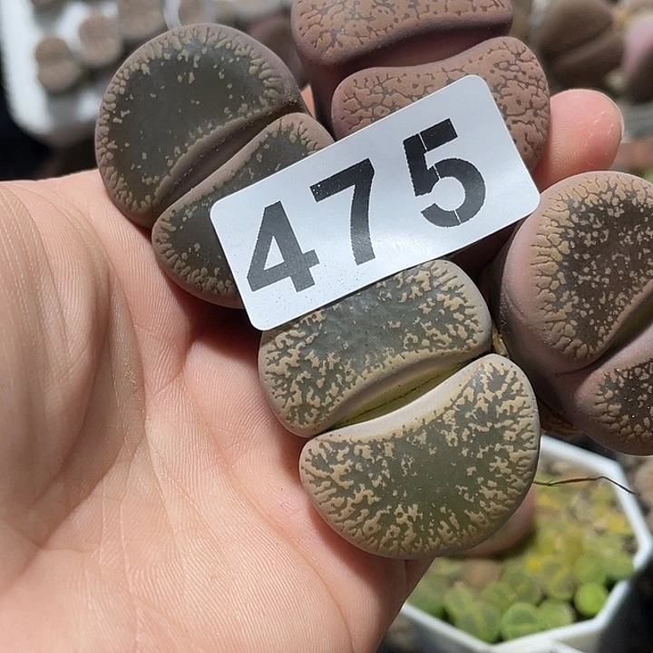 大部分花苞少量开放雅*生石花4颗475