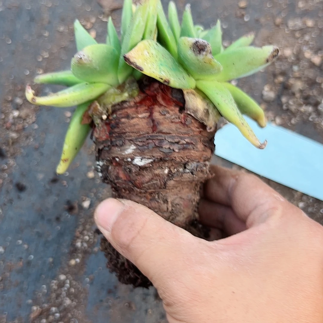 中***、2723坎黛仙女杯多肉