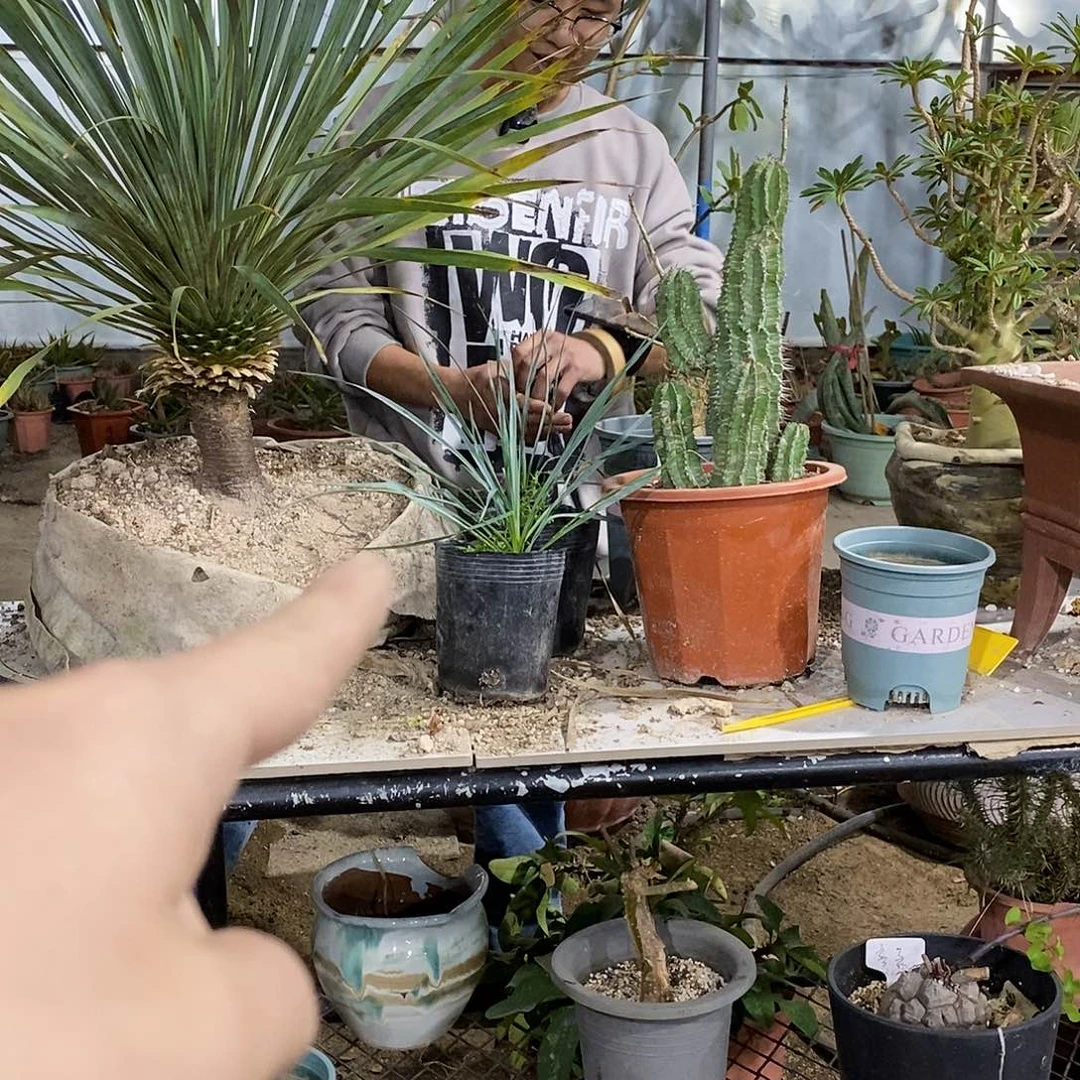 稻草人小苗一棵。