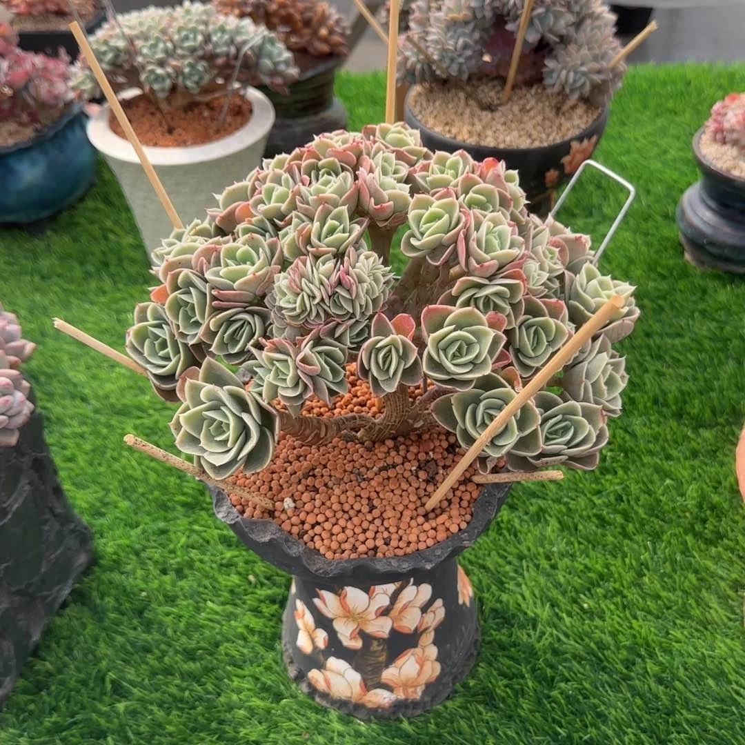 丽**贪多肉植物一物一拍