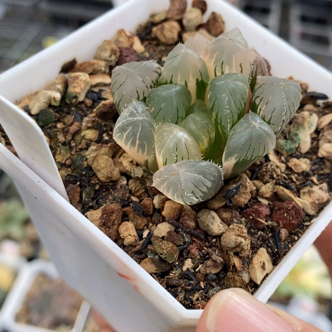 14号玉露锦带盆发货