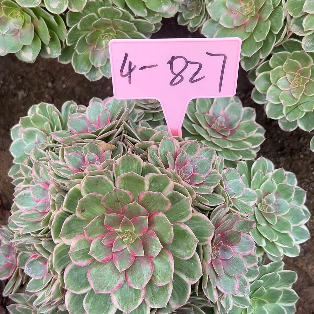 4-827莲花座多肉法师