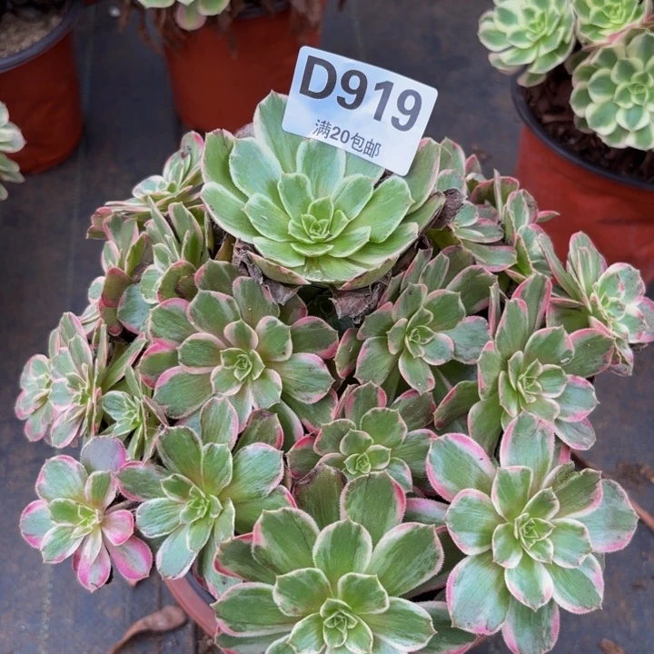 瑞妈多肉植物，919安娜锦