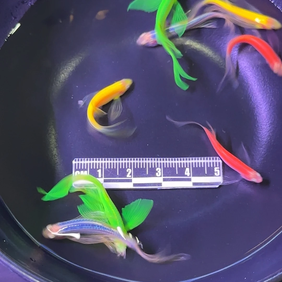 斑马鱼蝶翼斑马混色8条