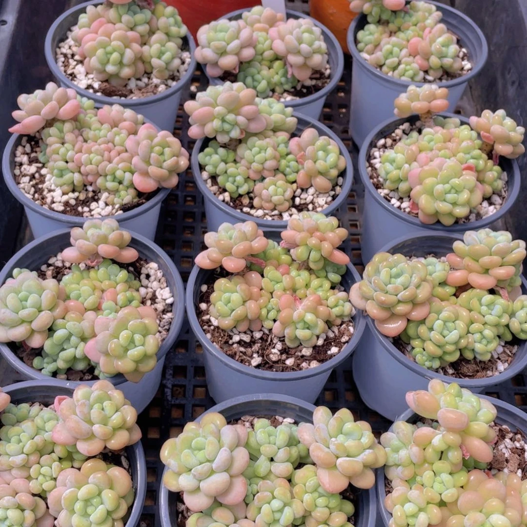 量拍16号 洛可可老桩大群生一个