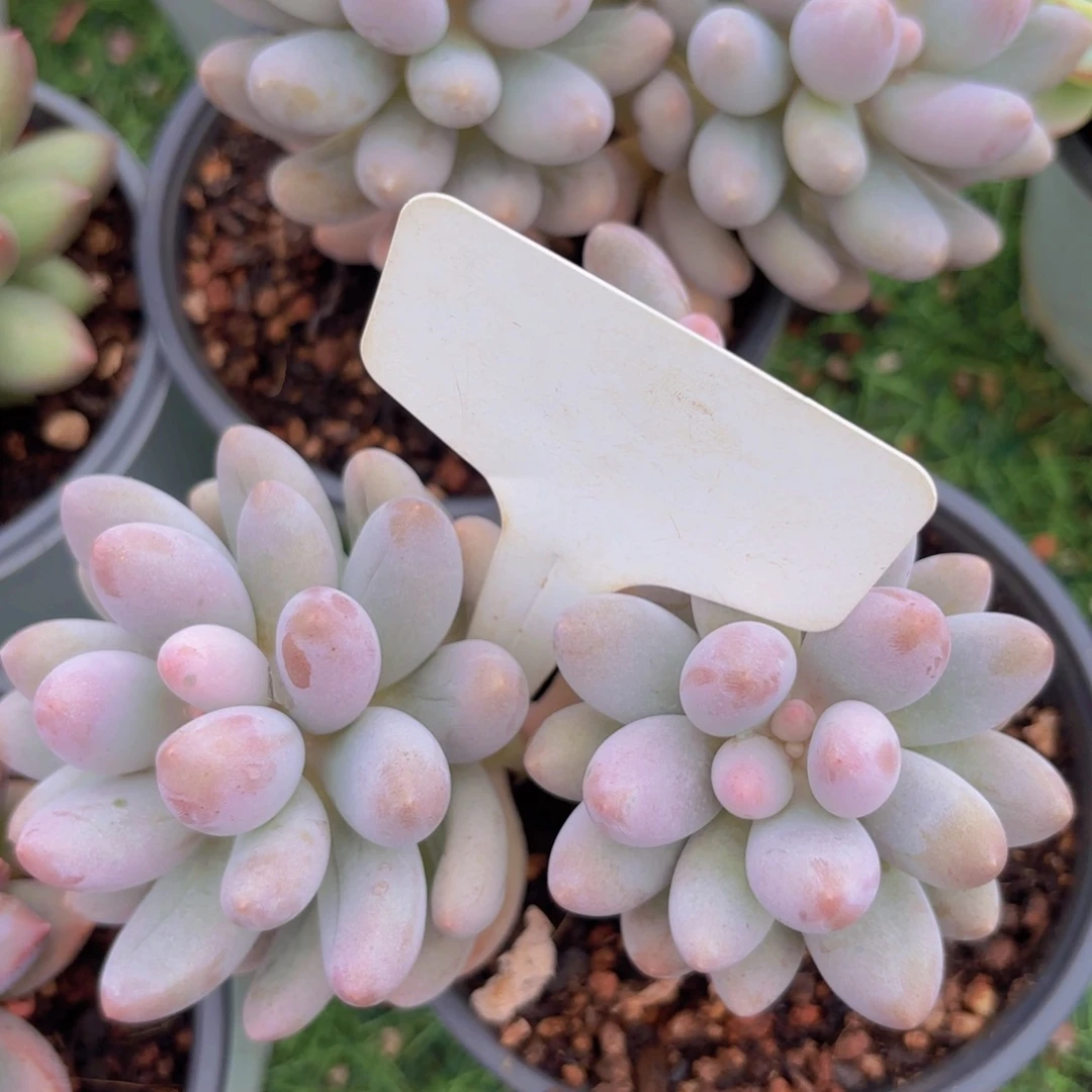 辰***芯我的小可爱们都好可爱