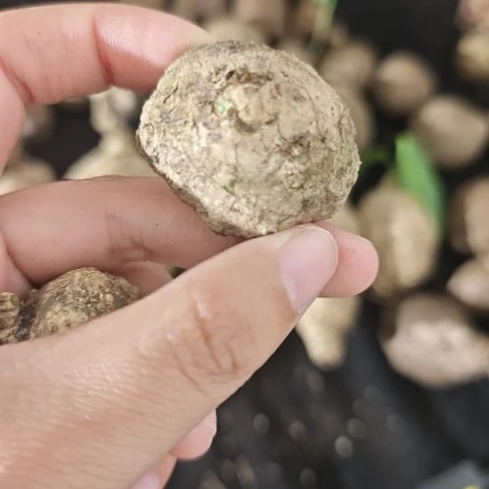 一物一拍，象足凤仙花！