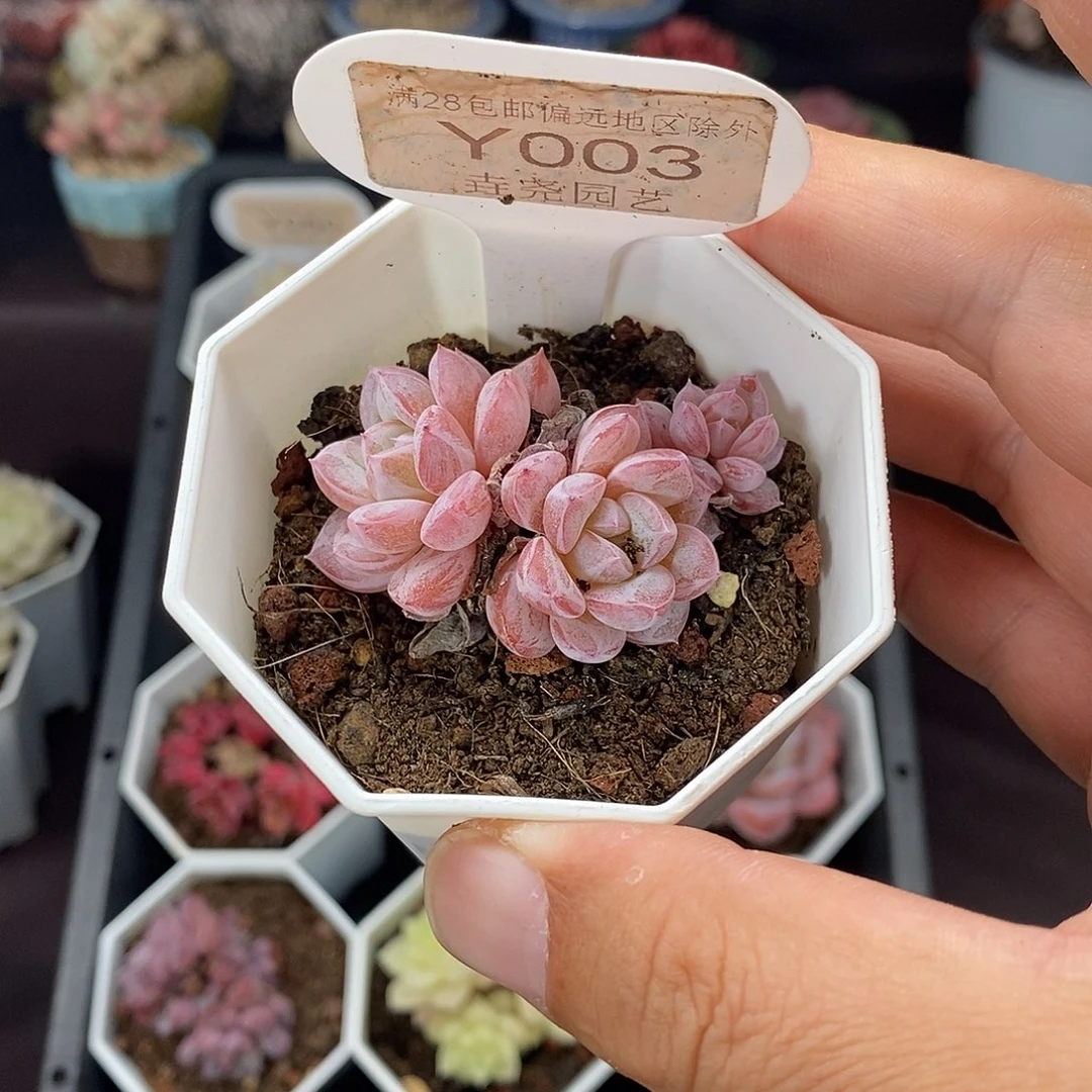 0003 维特双头 4cm