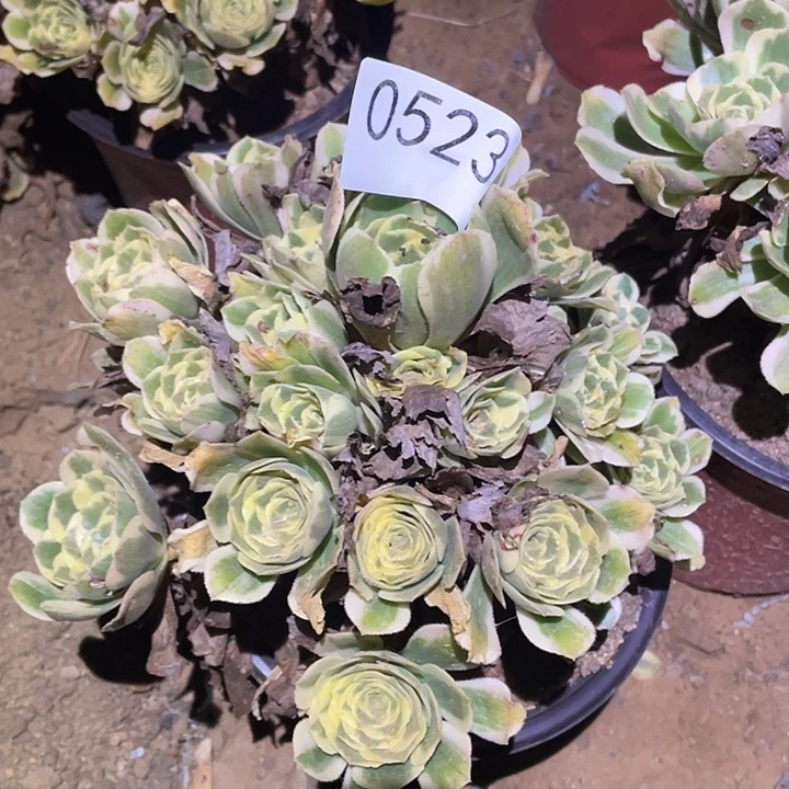 多肉植物法师523迈巴赫