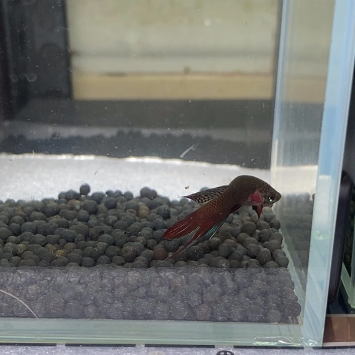 斗鱼泰国斗鱼390号