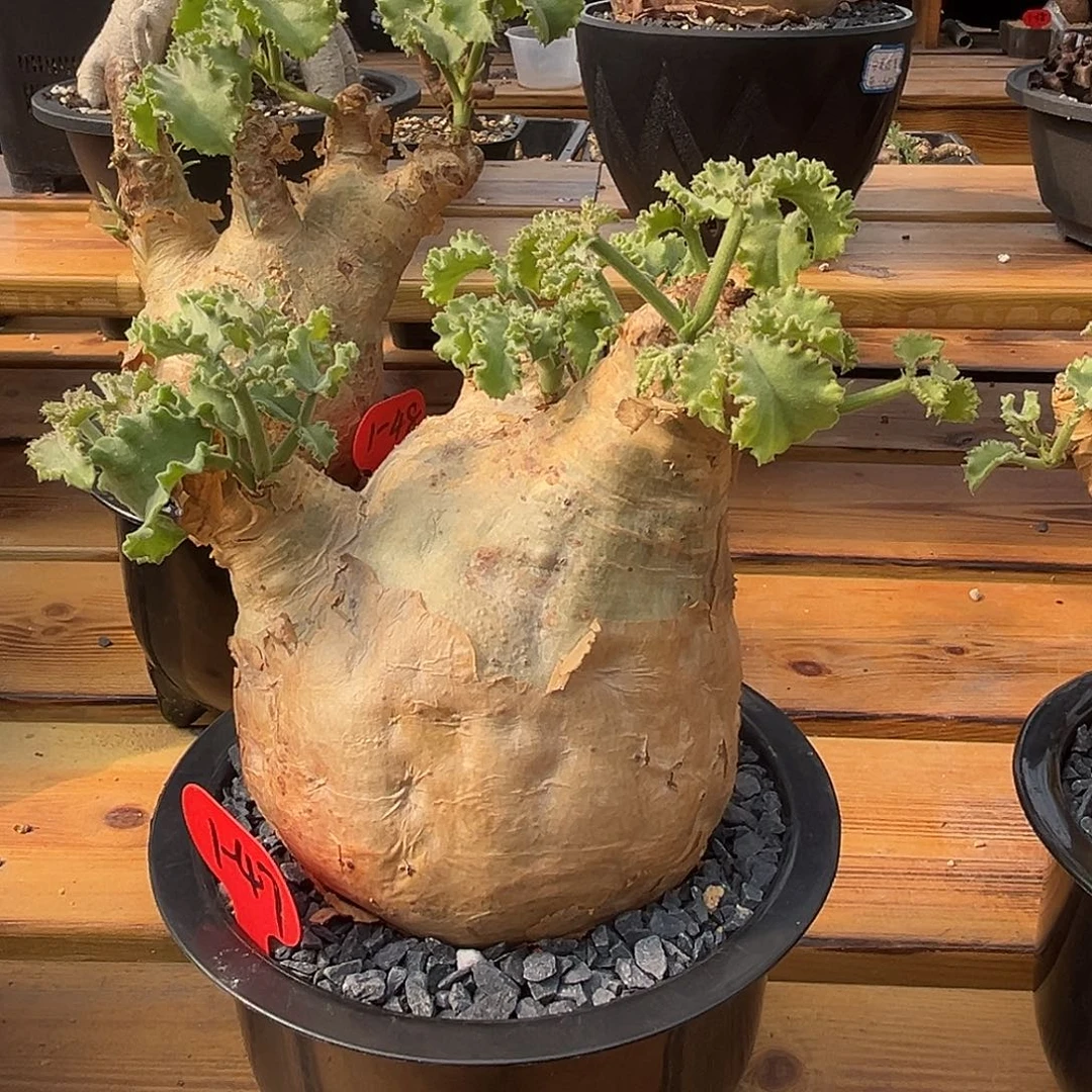 汤圆植物1-47安哥拉葡萄翁