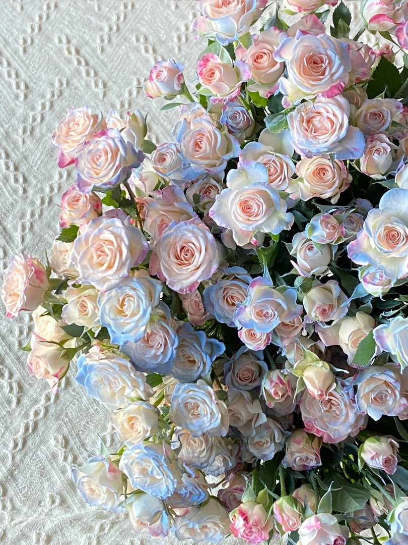 【买一送一】小头喷色蓝色折射泡泡10支 多头玫瑰 云南基地鲜花