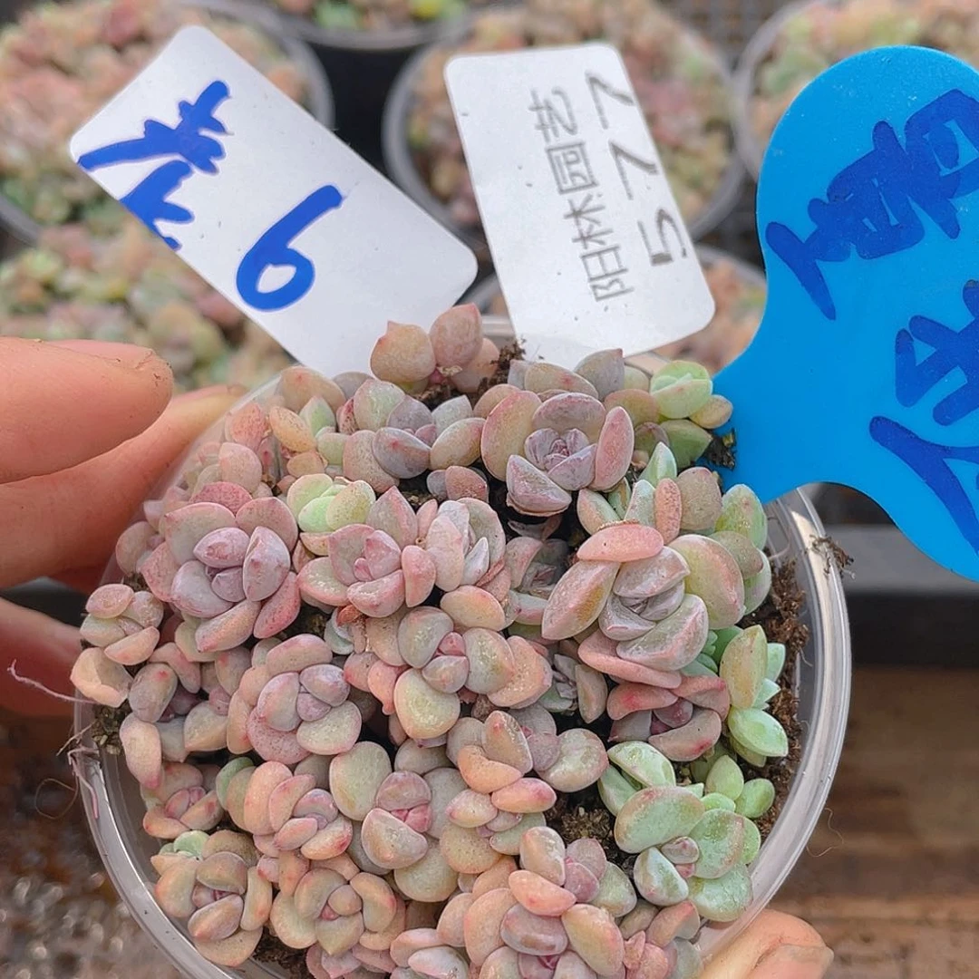 量拍多肉植物多肉植物577