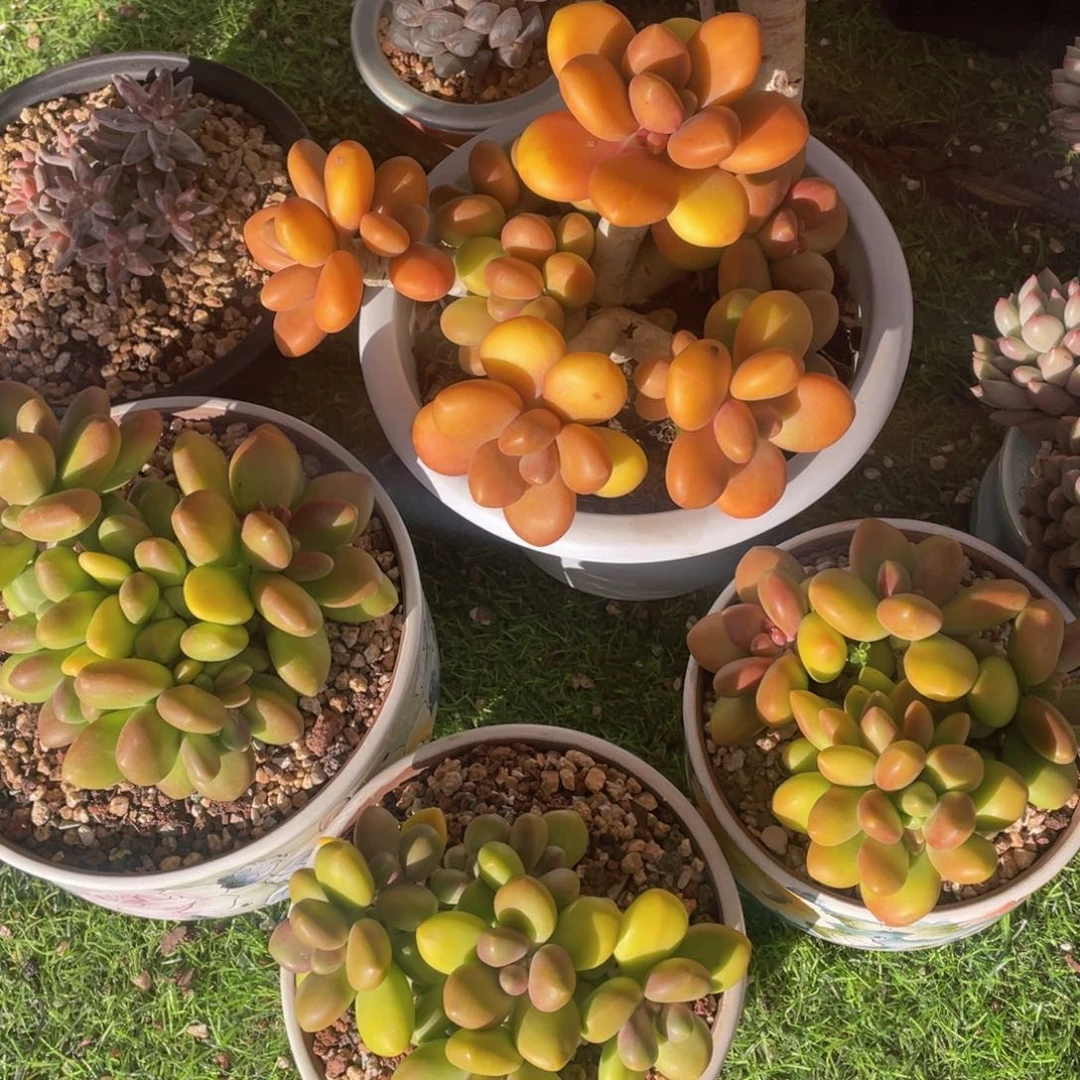 芒果奶群生（一物一拍）