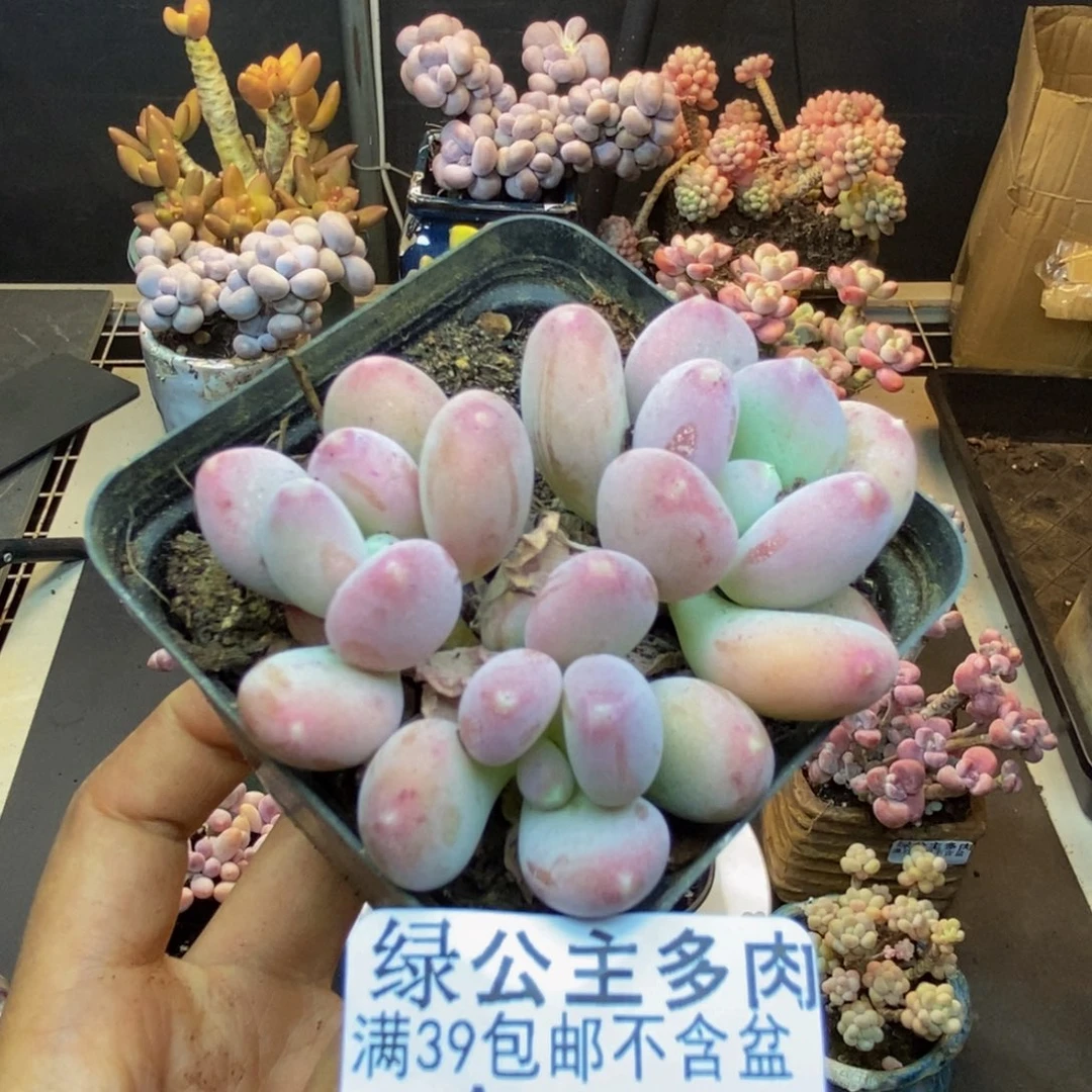 391稻田姬多肉5cm