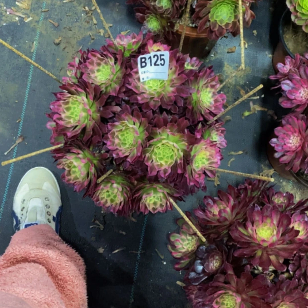 【闪购商品】天河125