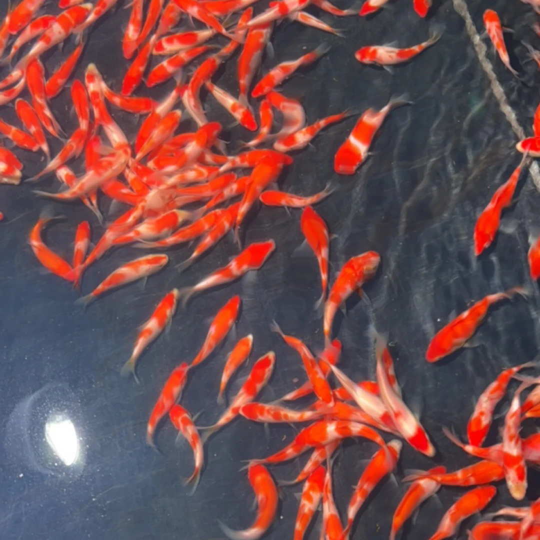 血统锦鲤板井血统，二选红白