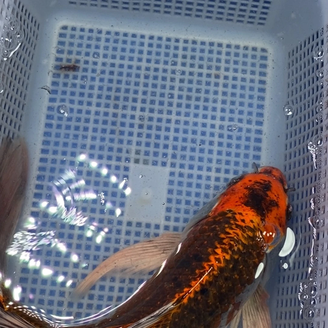 锦鲤冷水锦鲤包邮