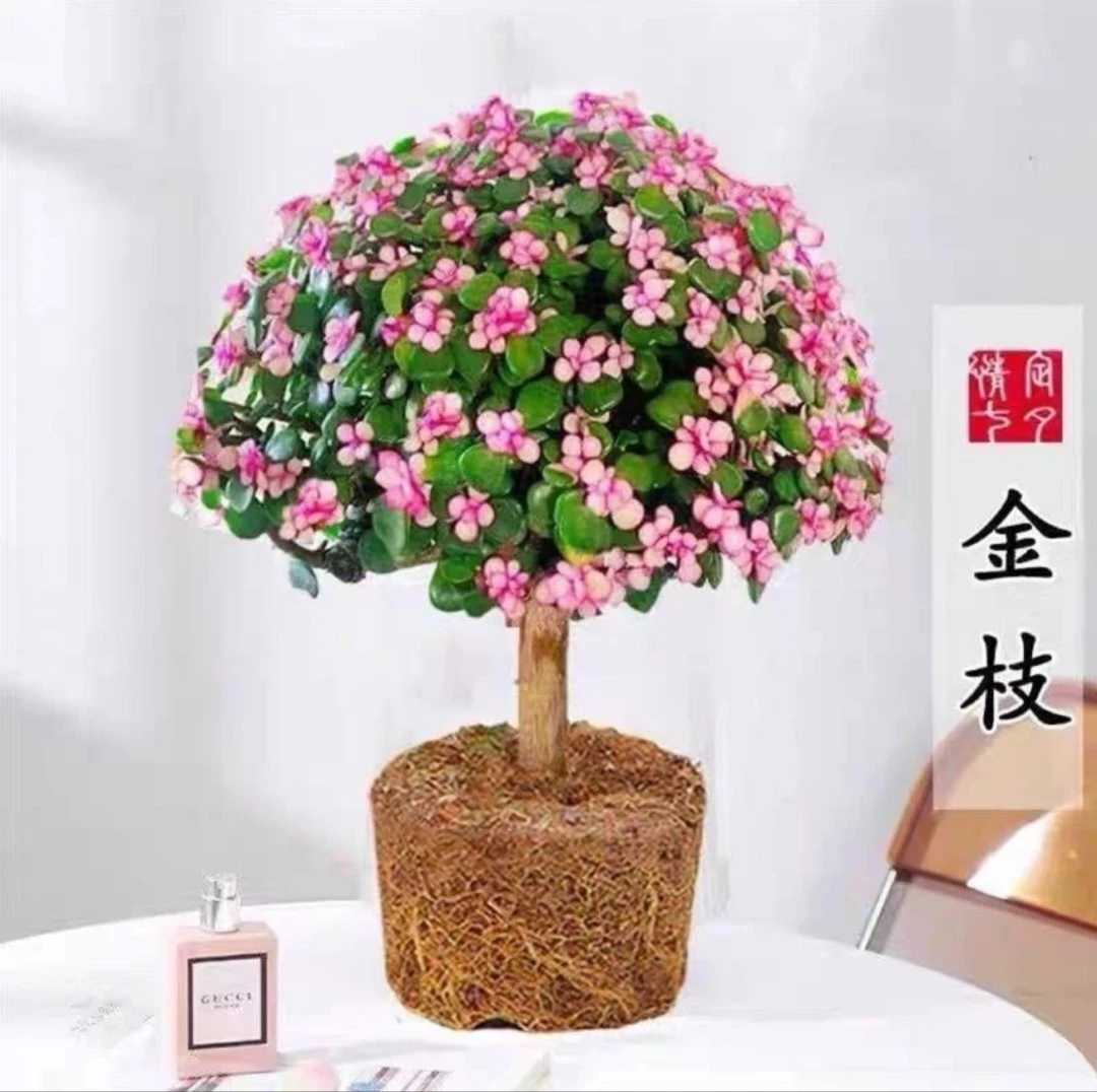 金枝玉叶棒棒糖老桩多肉防辐射吸甲醛适合客厅的绿植