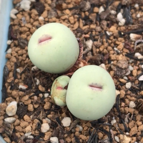 多肉肉锥 Pv1014 红嘴