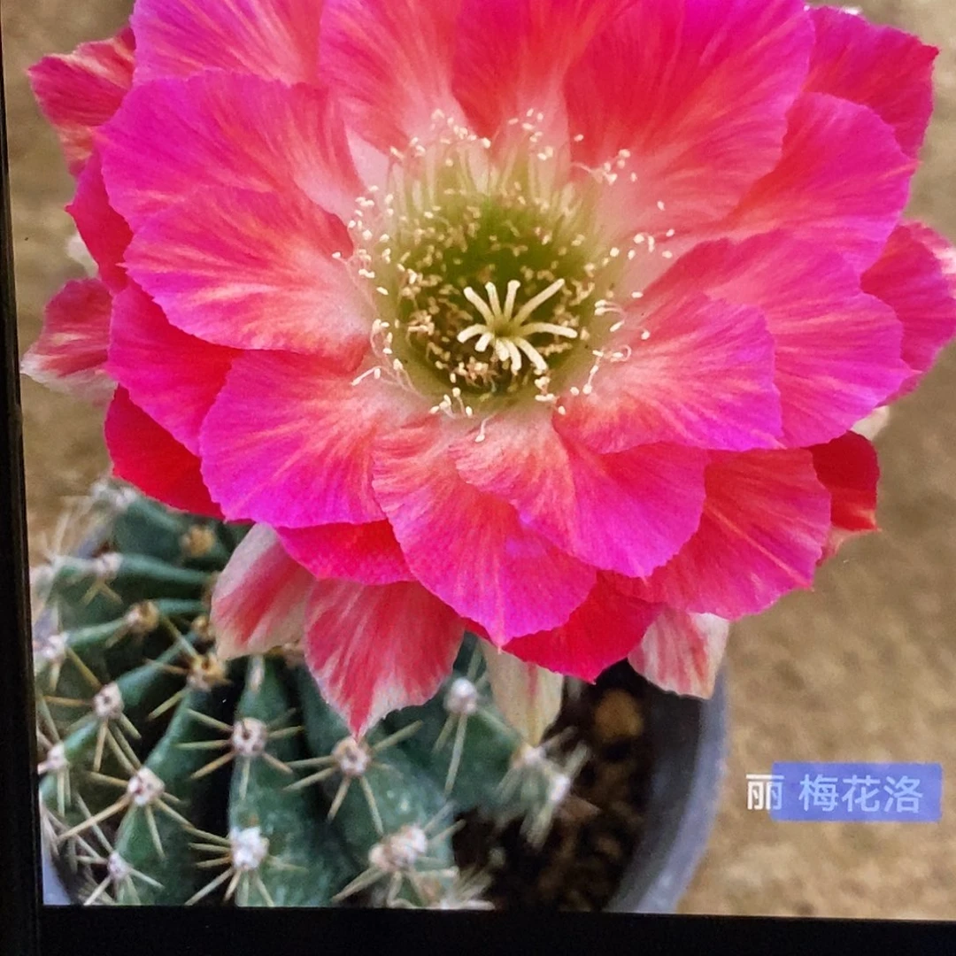 丽 梅花洛侧芽5公分左右