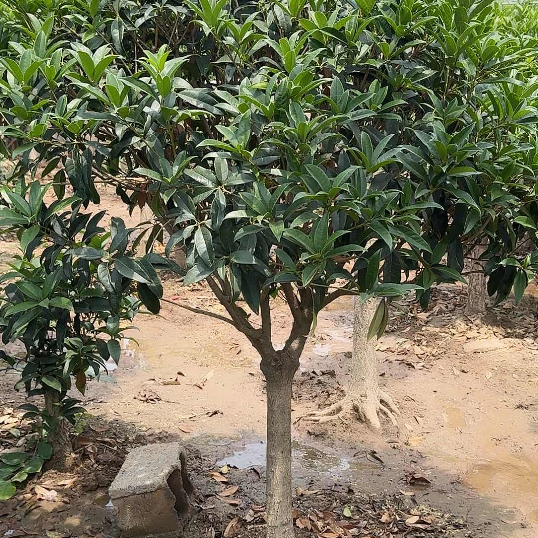 无花朵朋*桂花。八月桂系列