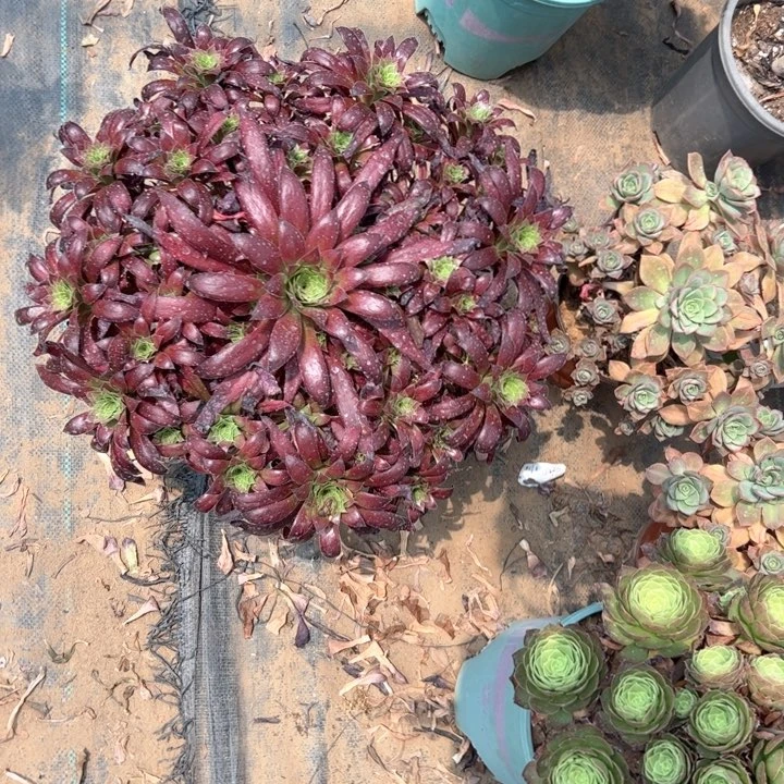 12孔雀多肉多肉多肉多肉朵朵