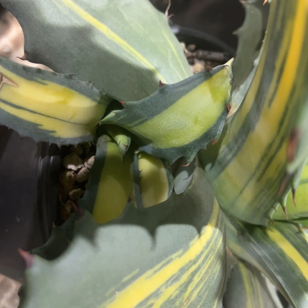 多肉植物侬舌兰道