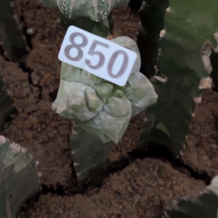 F***F仙人球850号仙人球