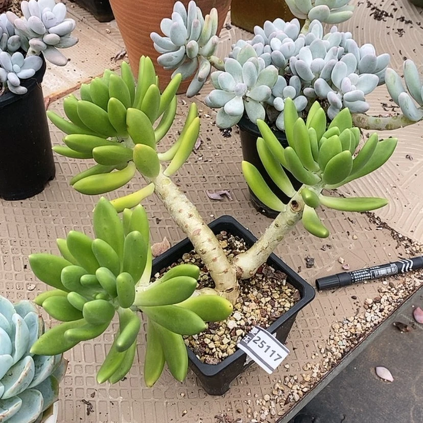【闪购商品】金蝉25117