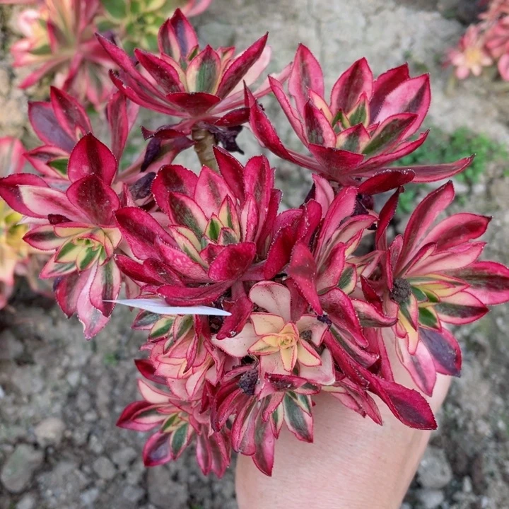 308魅影有砍根少多肉12345678