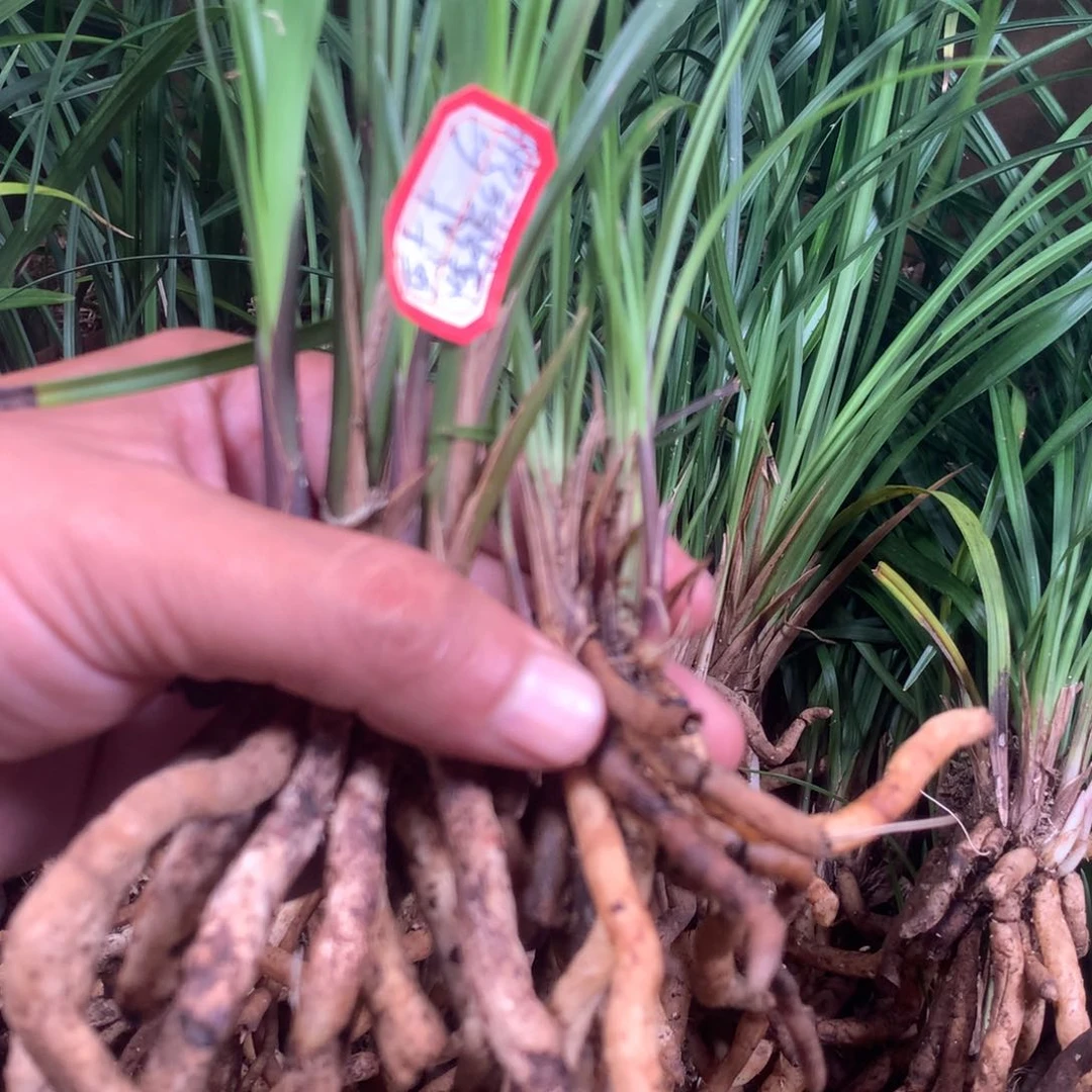 无花朵西昌市安老师莲瓣兰出品
