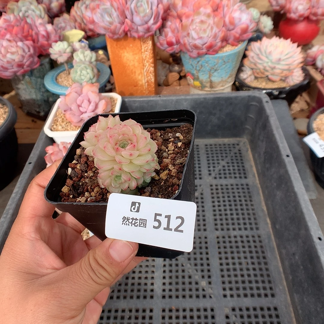 512麦杆多肉植物66666