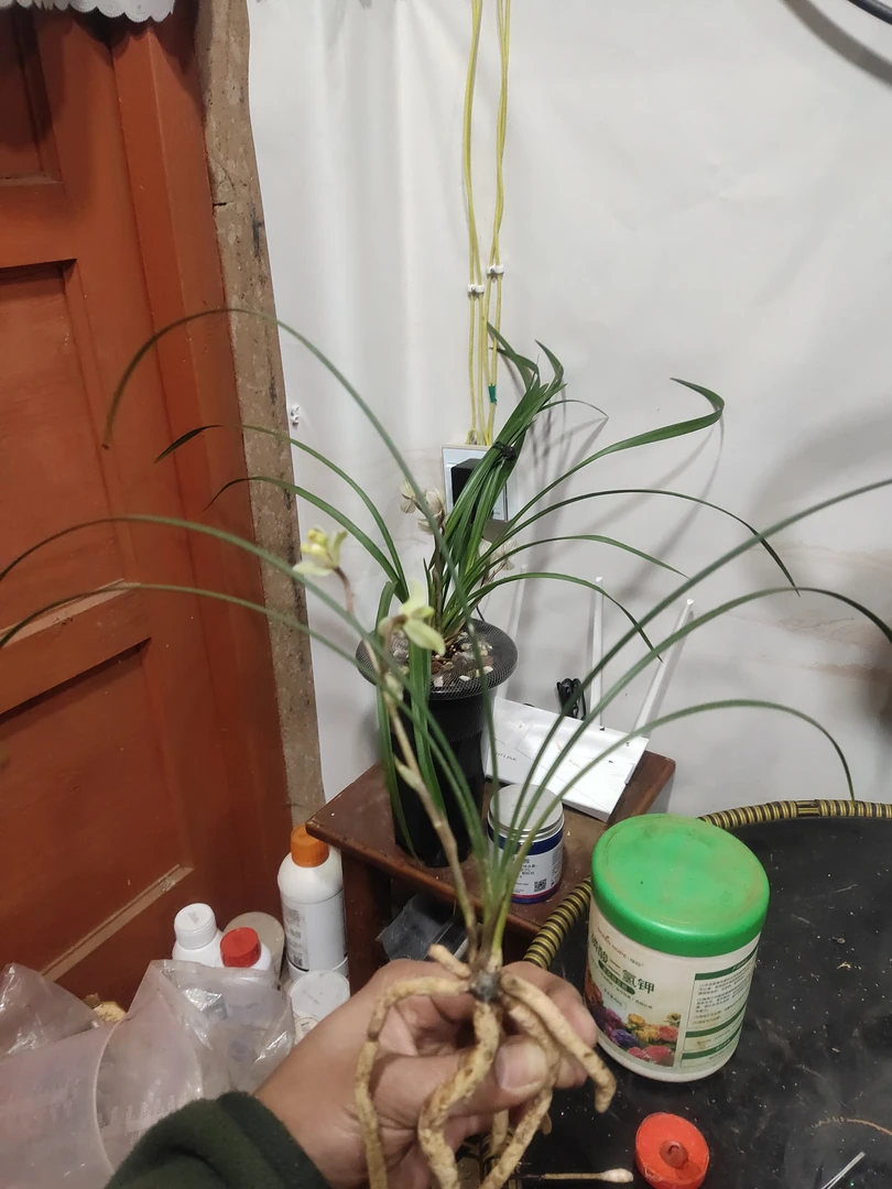 莲瓣兰虎山玉梅 一物一拍