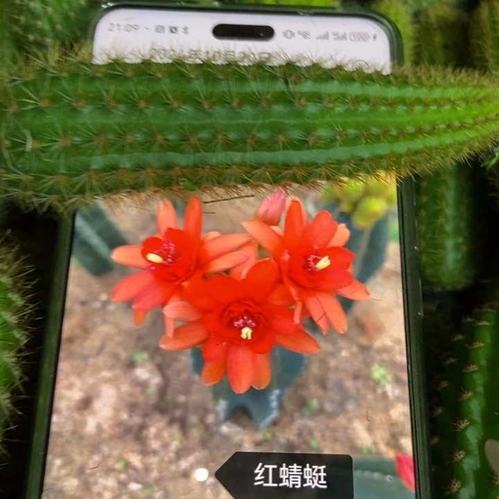 仙人球红水晶侧芽一个