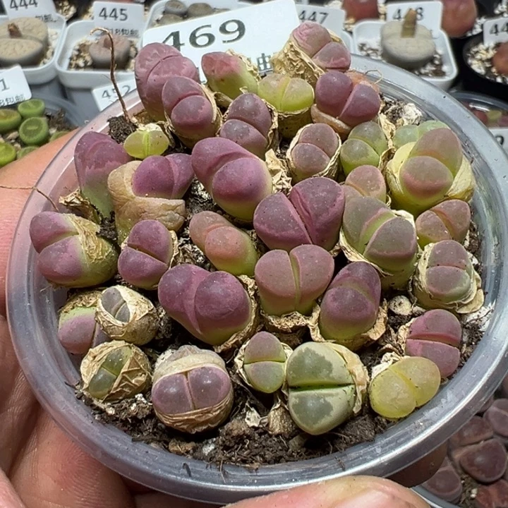 【闪购商品】 469。