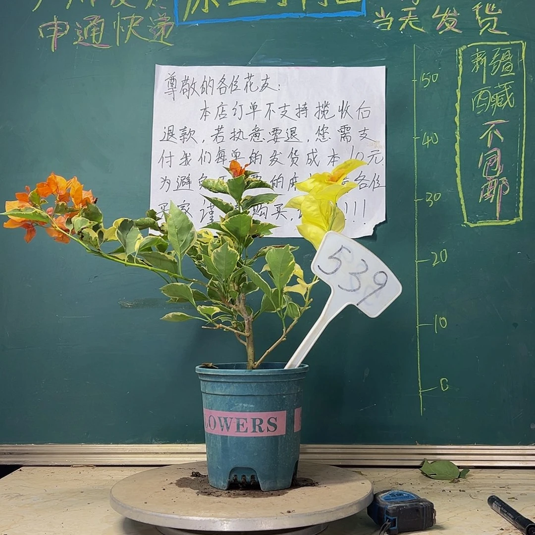 当前无花栽培后可以开花橙色条纹 539