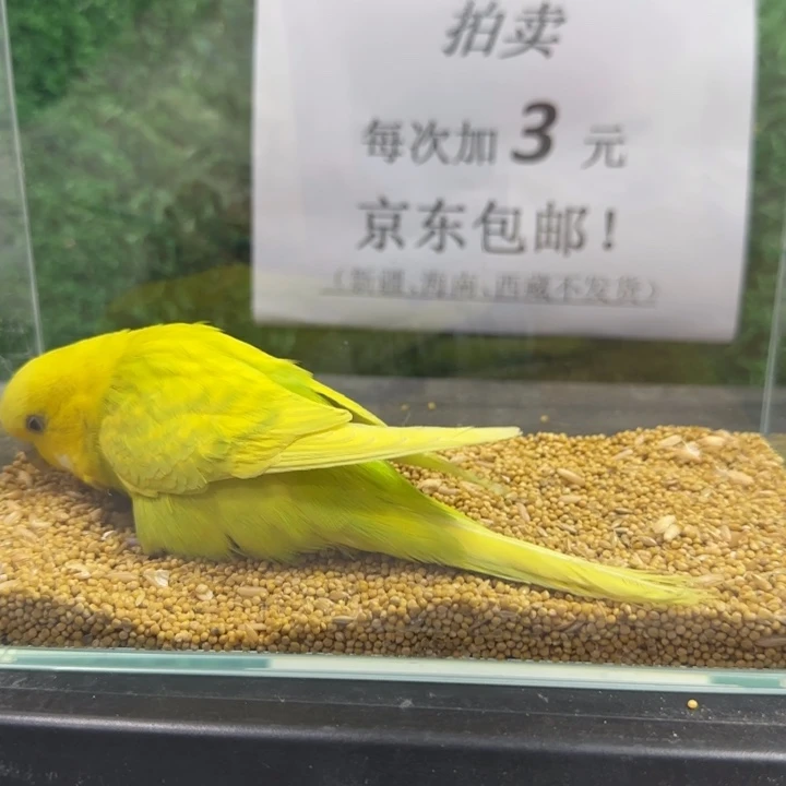 虎皮鹦鹉大头虎皮鹦鹉