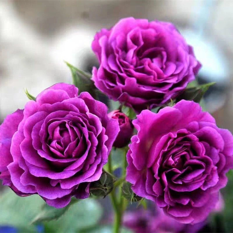 比利时大花浓香月季花苗蓝紫浓香玫瑰阳台庭院花卉绿植盆栽四季开
