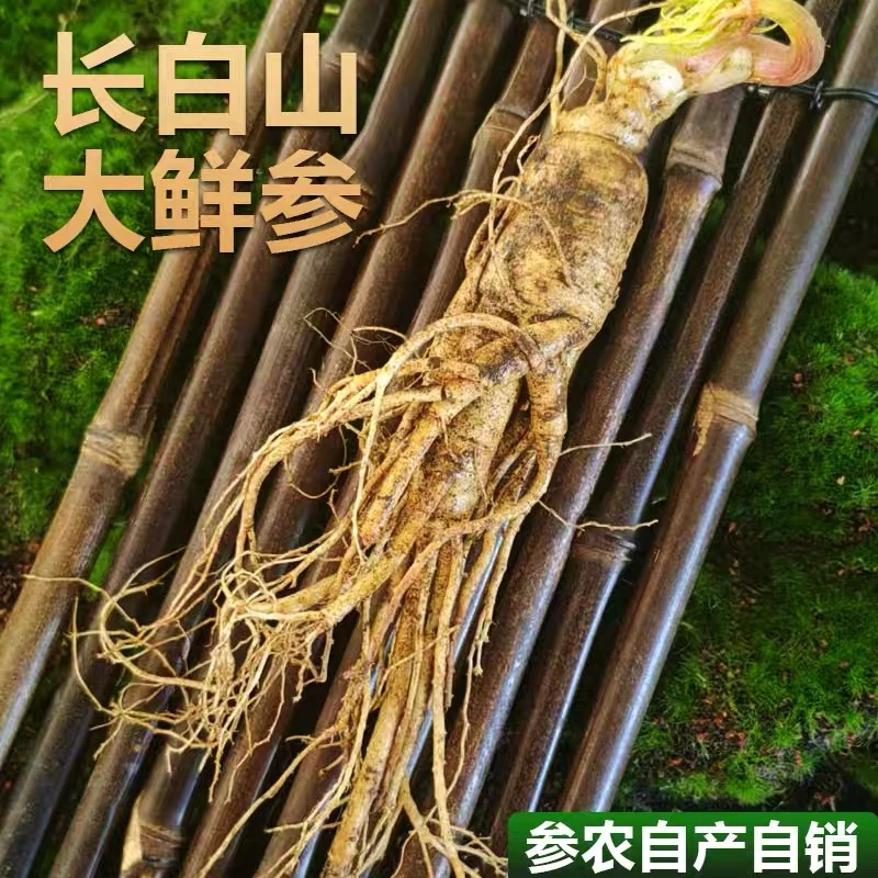 长白山新鲜人参大号五根一斤泡酒送礼顺丰包邮坏烂包赔