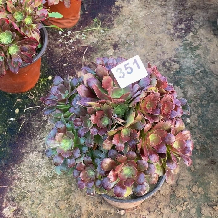 351柠檬玫瑰多肉