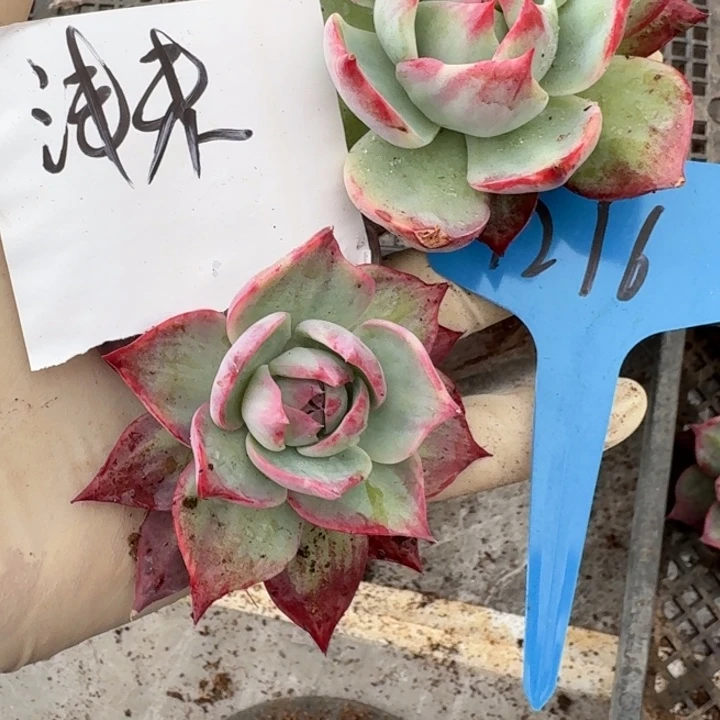 浅****1216号惊鸿仙子红红火火