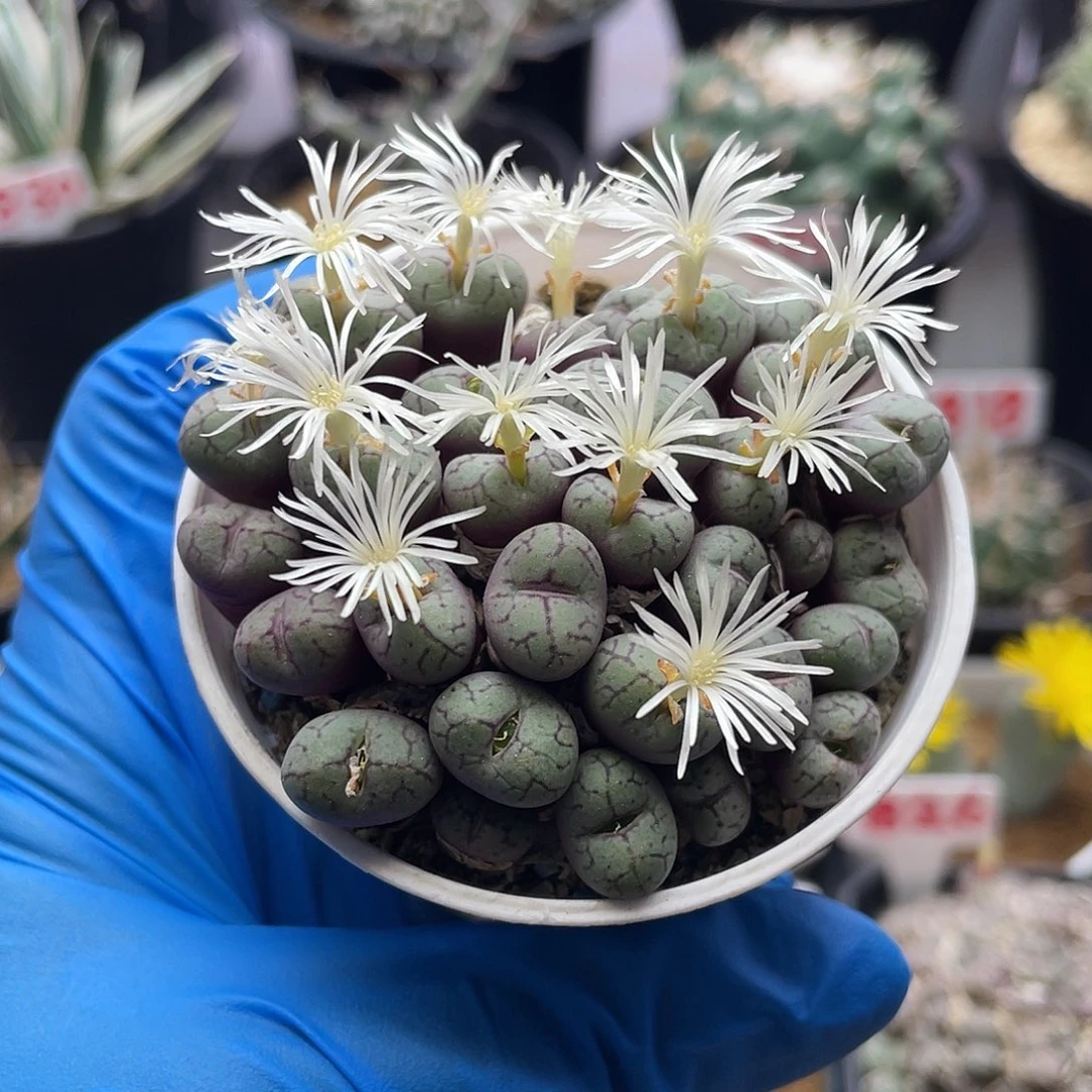 香花猴脸莹光玉群
