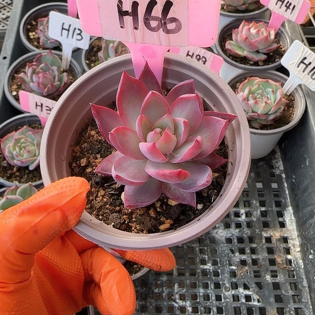 重****肉H66惊鸿单头多肉