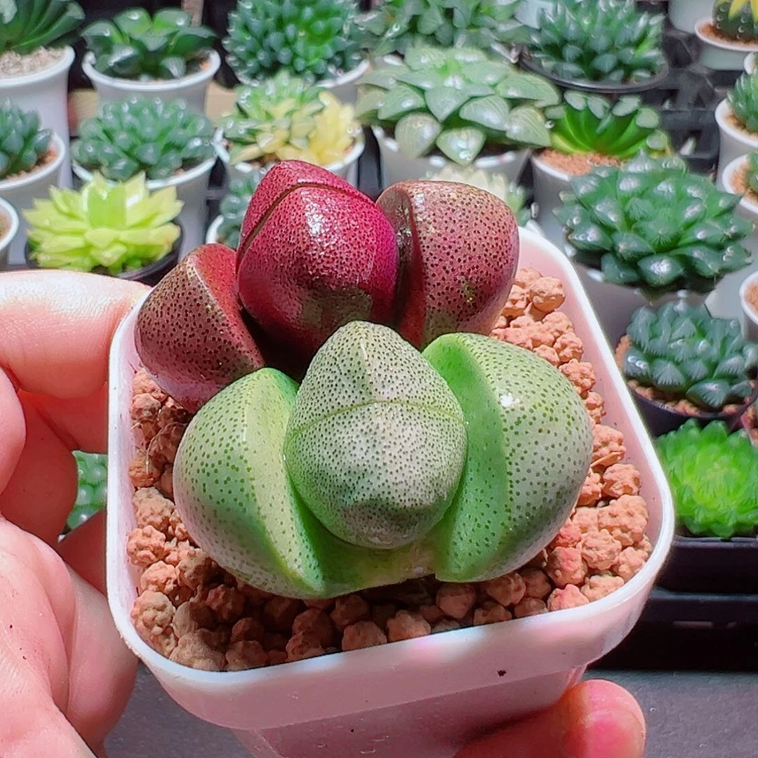 紫元宝绿元宝带白盆种好