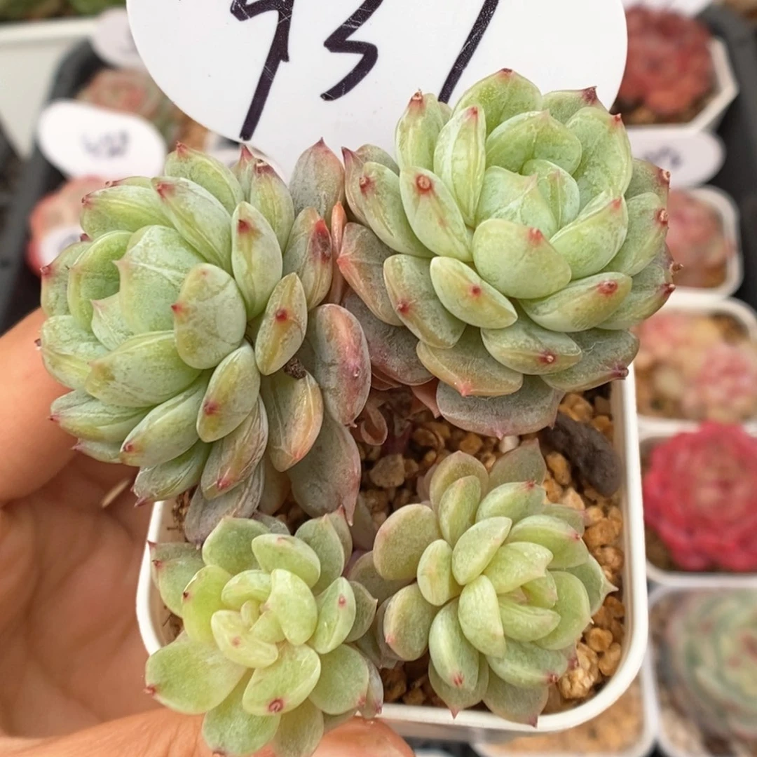 白色恋人可拍937号。