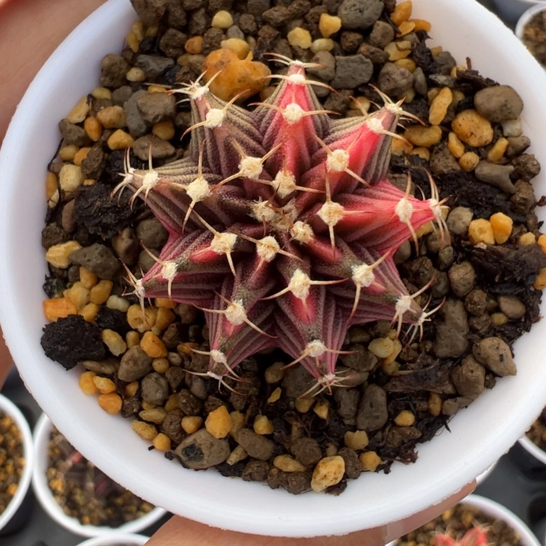 46 好看的米哈冲冲冲