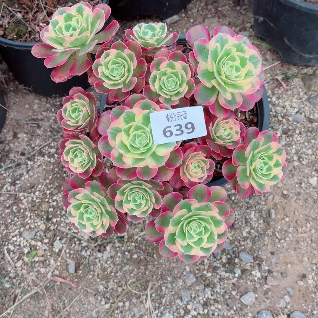 639 多肉植物法师锦