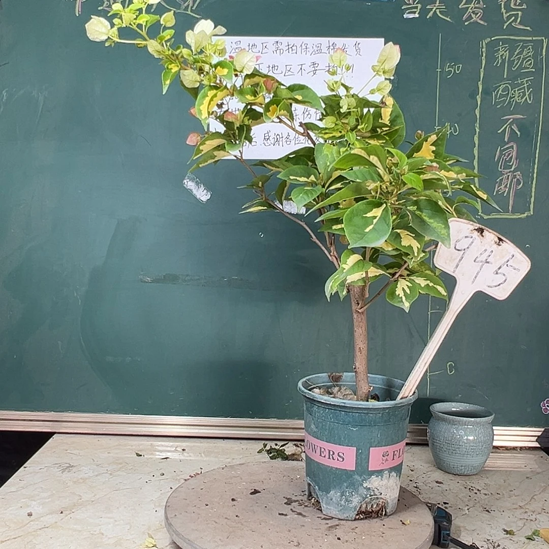 完全开放金心橙白945