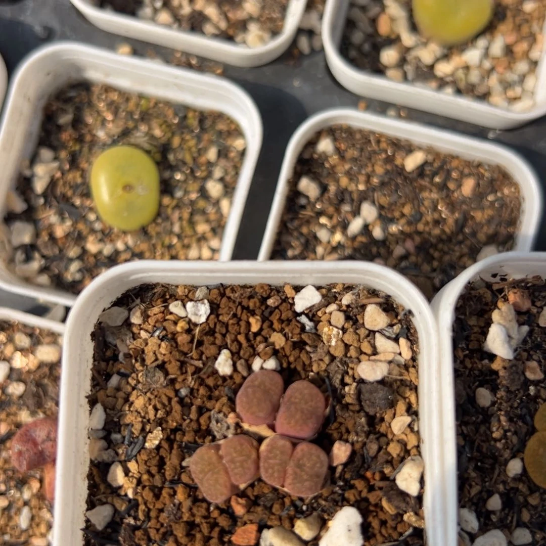 讨**天30多肉植物百科知识